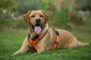 MR. SAM - Labrador - männlich 4 Jahre 58 cm 34 kg Gechipt Kastriert - Hunde - Lauf an der Pegnitz