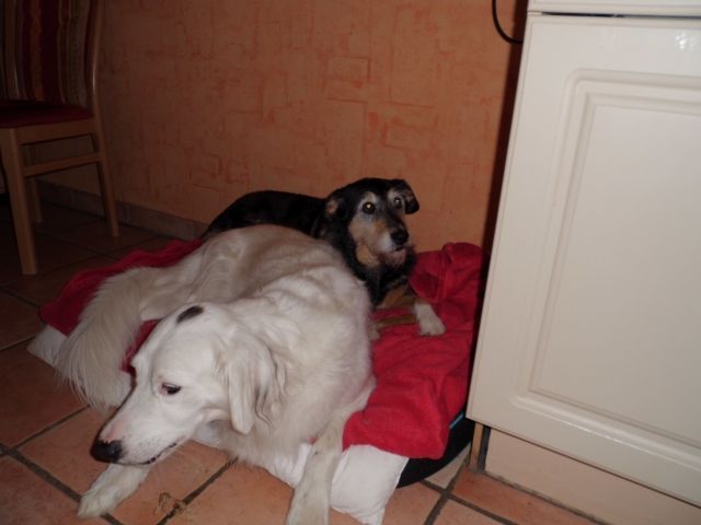 Liebevolle erfahrene Hundebetreuung von privat - Urlaub Mit Tieren - Bornheim