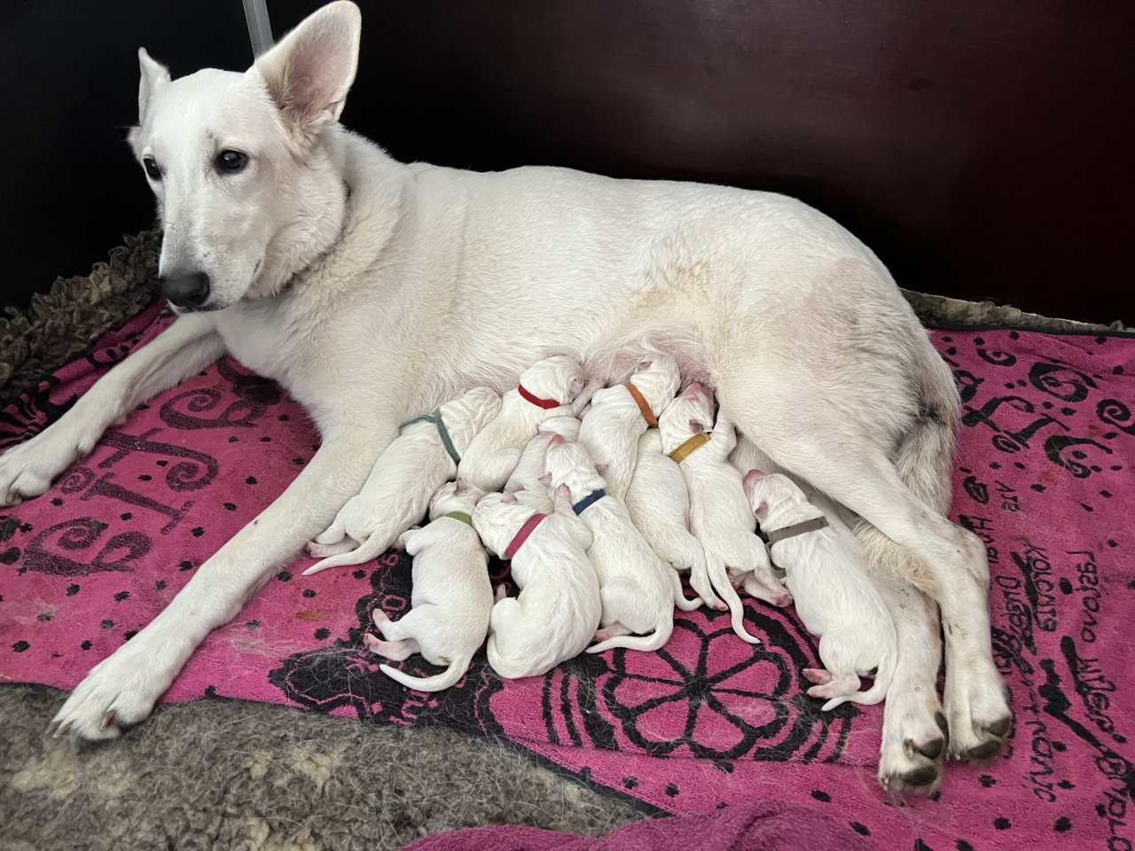 Weiße Schweizer Schäferhund Welpen - Hunde - Sprockhövel