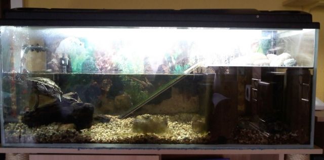 2 Mississippi Höckerschildkröten + Aquarium - Reptilien - Gießen