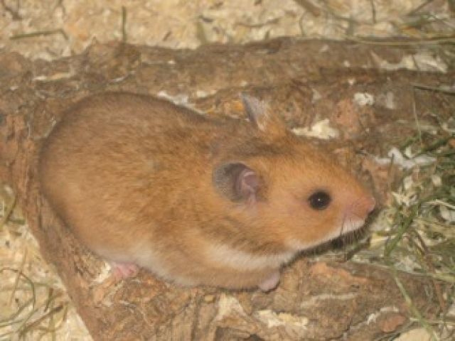 Hamsterkind möchte ihr Herz erobern - Hamster - Hambühren