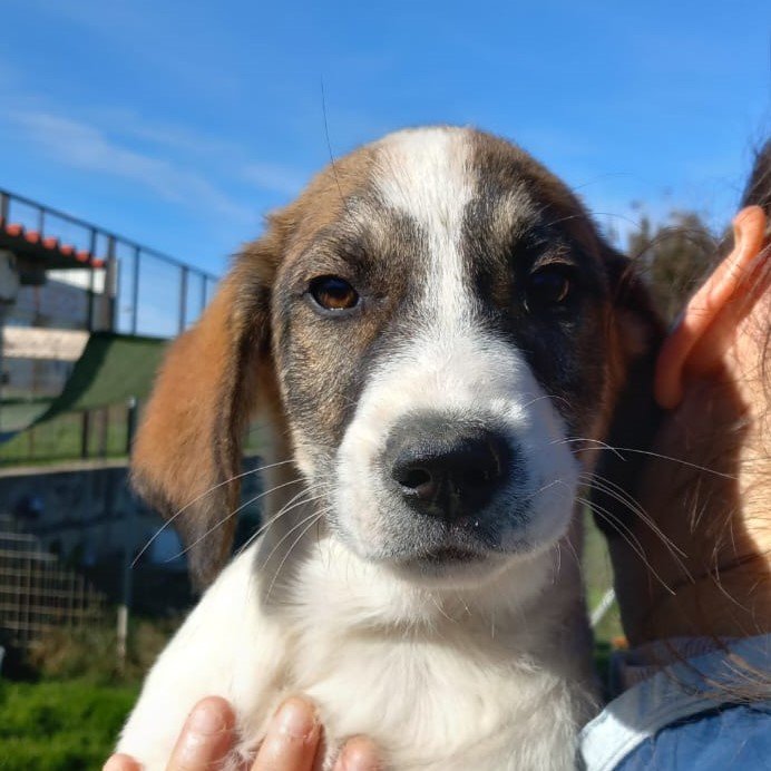 Harley sucht ein Zuhause - Hunde - Krefeld