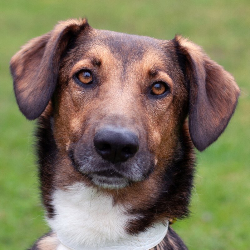 BELKO - männlich  3 Jahre  53 cm  20 kg  Mix  gechipt  kastriert - Hunde - Lauf an der Pegnitz