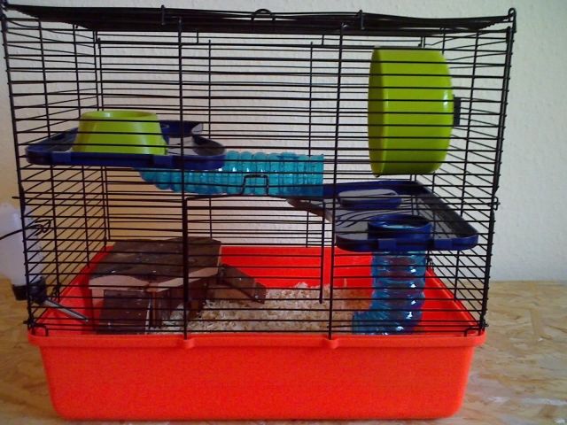 Dschungarische Mini Hamster - Hamster - werl