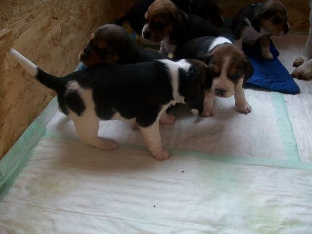Beaglewelpen suchen neues zu Hause - Hunde - Schkölen