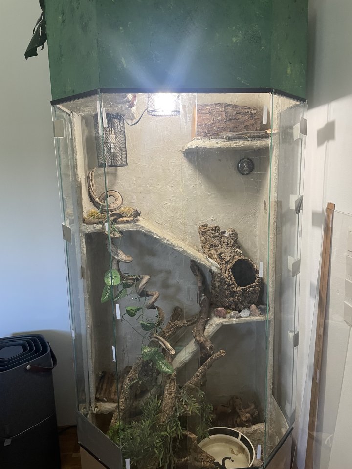 Kornnattern inkl. Terrarium und Zubehör - Reptilien - Sehnde