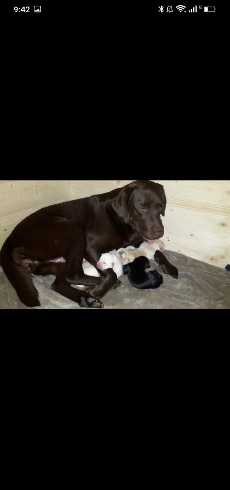 Verkaufe schöne Labrador Welpen - Hunde - Parsberg