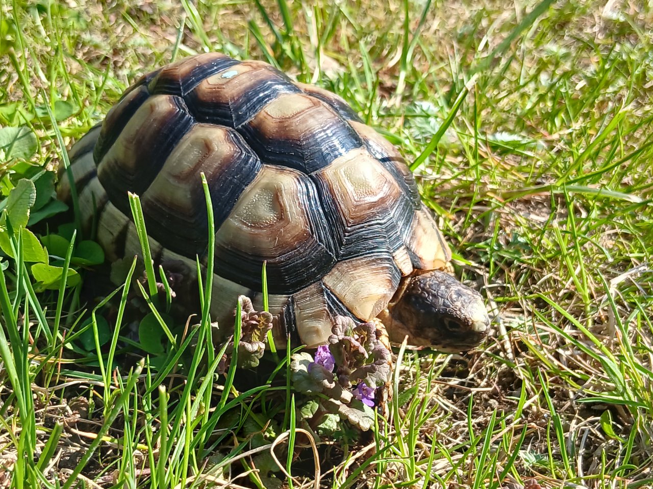 Breitrand-Schildkröten (marginata) - NZ 2020 und 2021 - günstig abzugeben - Reptilien - Salzweg