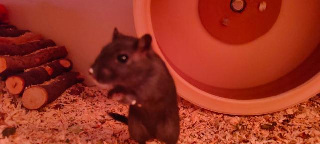 Rennmaus weibl. (6 Monate) sucht liebevolles zu Hause  - Maeuse - Berlin