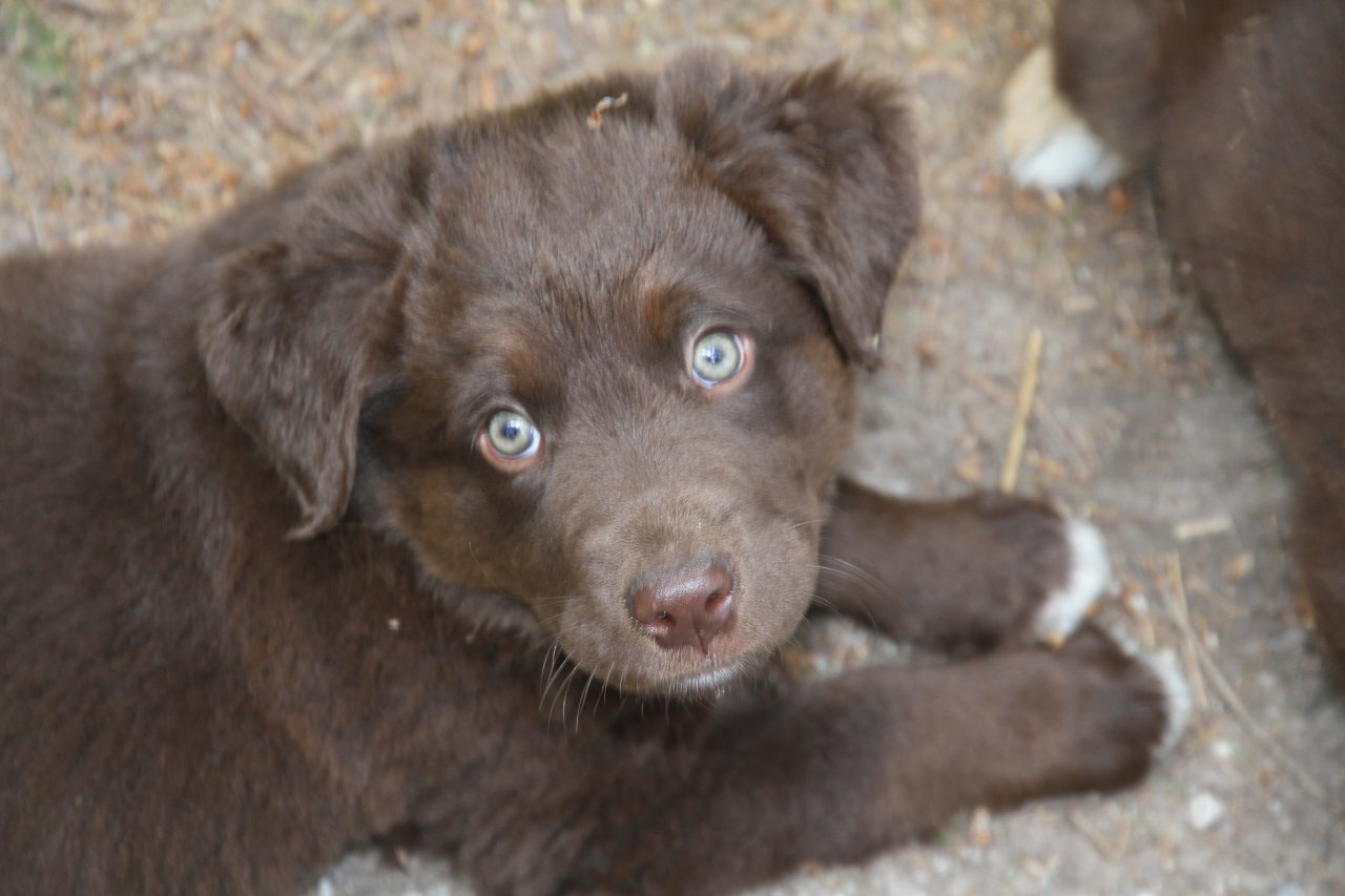 BORADOR Welpen | Border Collie und Labrador Retriever Mix - Hunde - Denklingen
