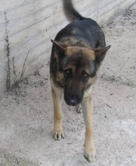 Leonidas   eine gutmütige Hundeseele mit einem sanften Wesen - Hunde - Hamburg