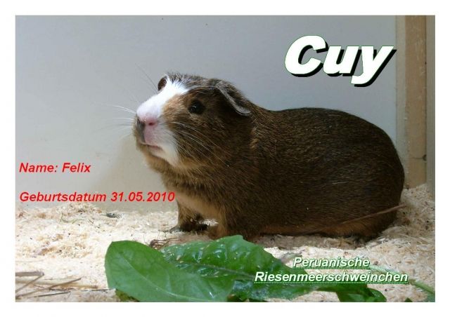 Junges peruanisches Riesenmeerschweinchen ( CUY ) - Meerschweinchen - Merching