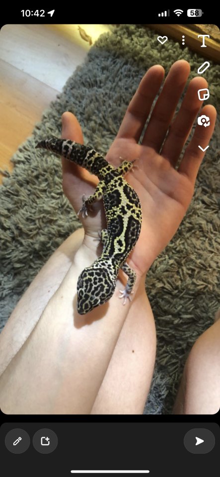 Leopardgeckos zur Abgabe - Reptilien - Schwalmtal
