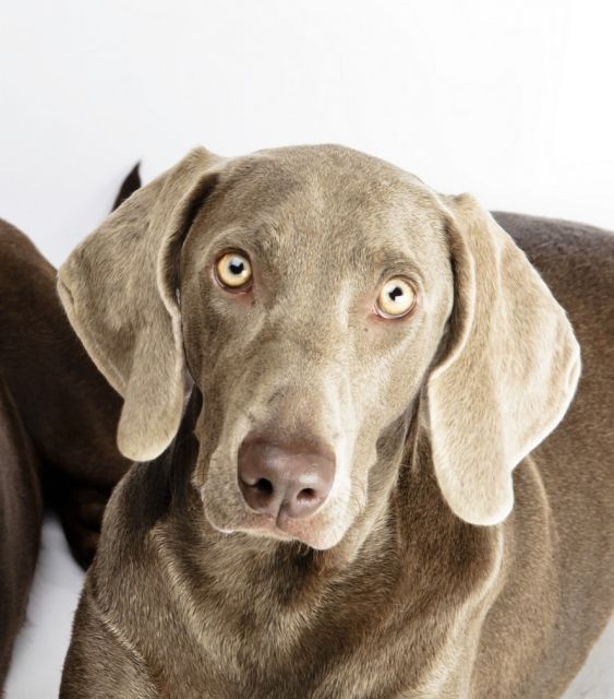 Schöne junge Weimaranerhündin abzugeben