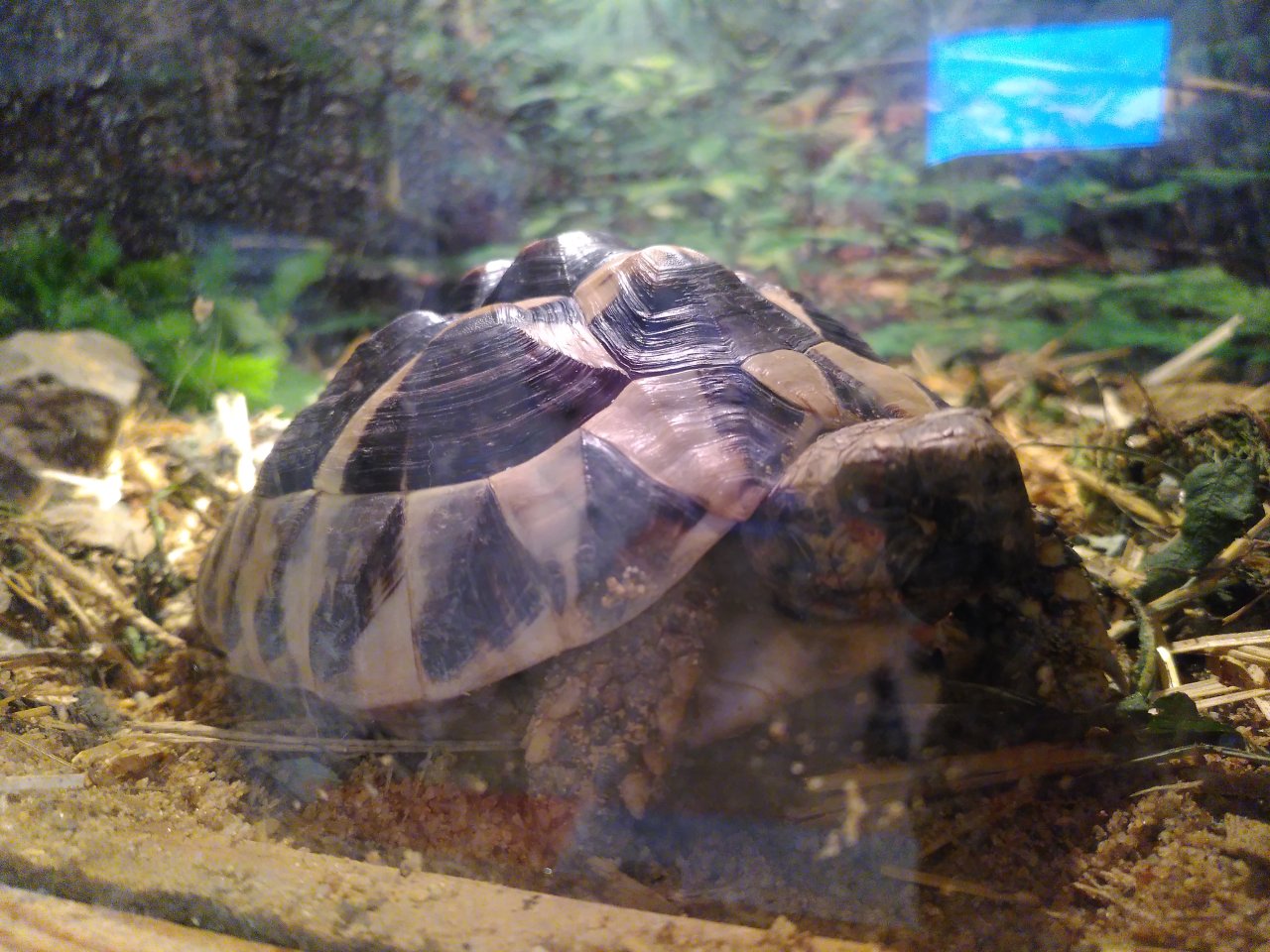 Griechische Landschildkröten abzugeben - Reptilien - Nidderau