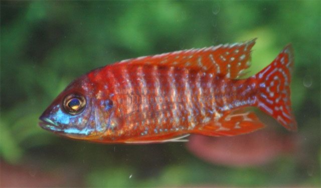 Aulonocara Red Rubin - Fische - Bochum