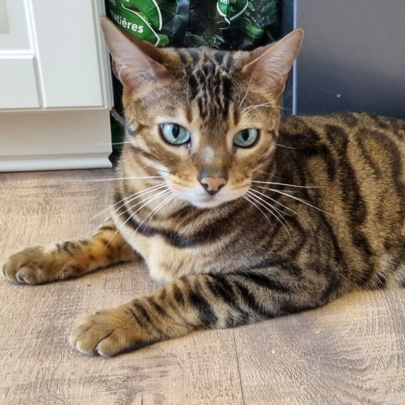 BUBI - männlich  8 Jahre  Bengal  Gechipt  Kastriert - Katzen - Lauf an der Pegnitz