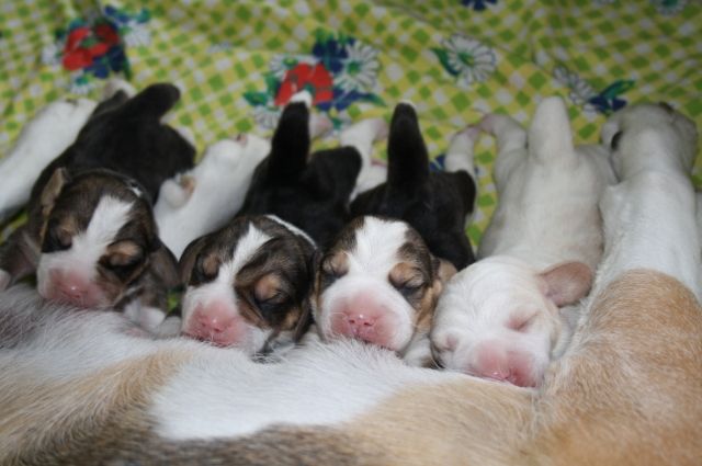 Beaglewelpen of the Jolly Kids - Hunde - Bochum