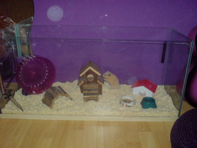 Goldhamster + großes Terrarium in liebevolle Hände abzugeben! - Hamster - Ahlen