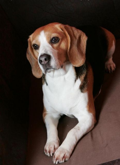 Erwarten anfang Januar typvolle Beaglewelpen m. Papieren!!! - Hunde - westerholt