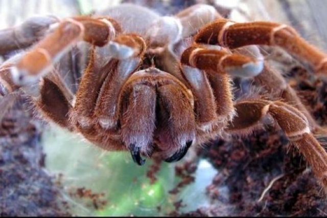 Kenia Riesenvogelspinne sehr groß  - Insekten - Rastatt