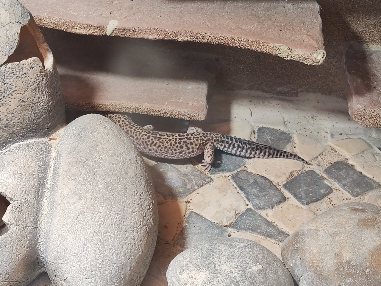 Terrarium mit 3 Leopardgecko Weibchen - Reptilien - Haßfurt
