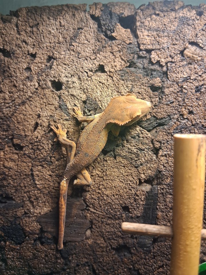 Kronengecko Jungtier - Reptilien - Heringen Helme