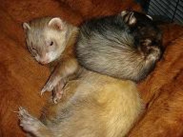 Biete zwei Frettchen für je 20€ und bei Wunsch einen Käfig für 40€ mit da - Frettchen - Falkenberg