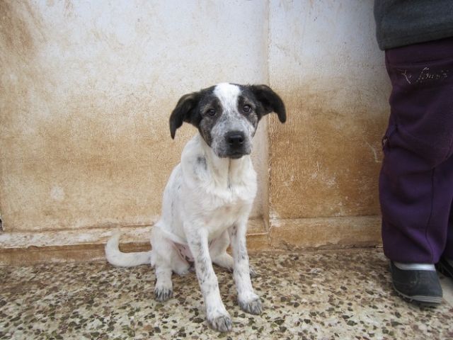 Eliza - wurde zwischen Mülltonnen gefunden - Hunde - Hamburg