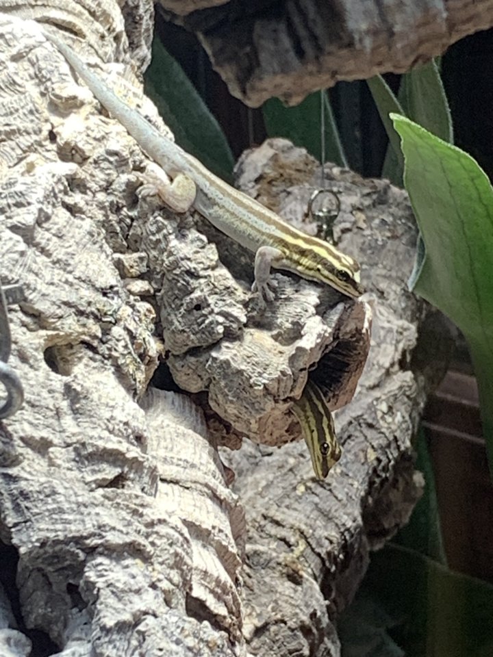 1,1 Streifenzwergtaggecko ( Lygodactylus kimhowelli) - Reptilien - Marktredwitz