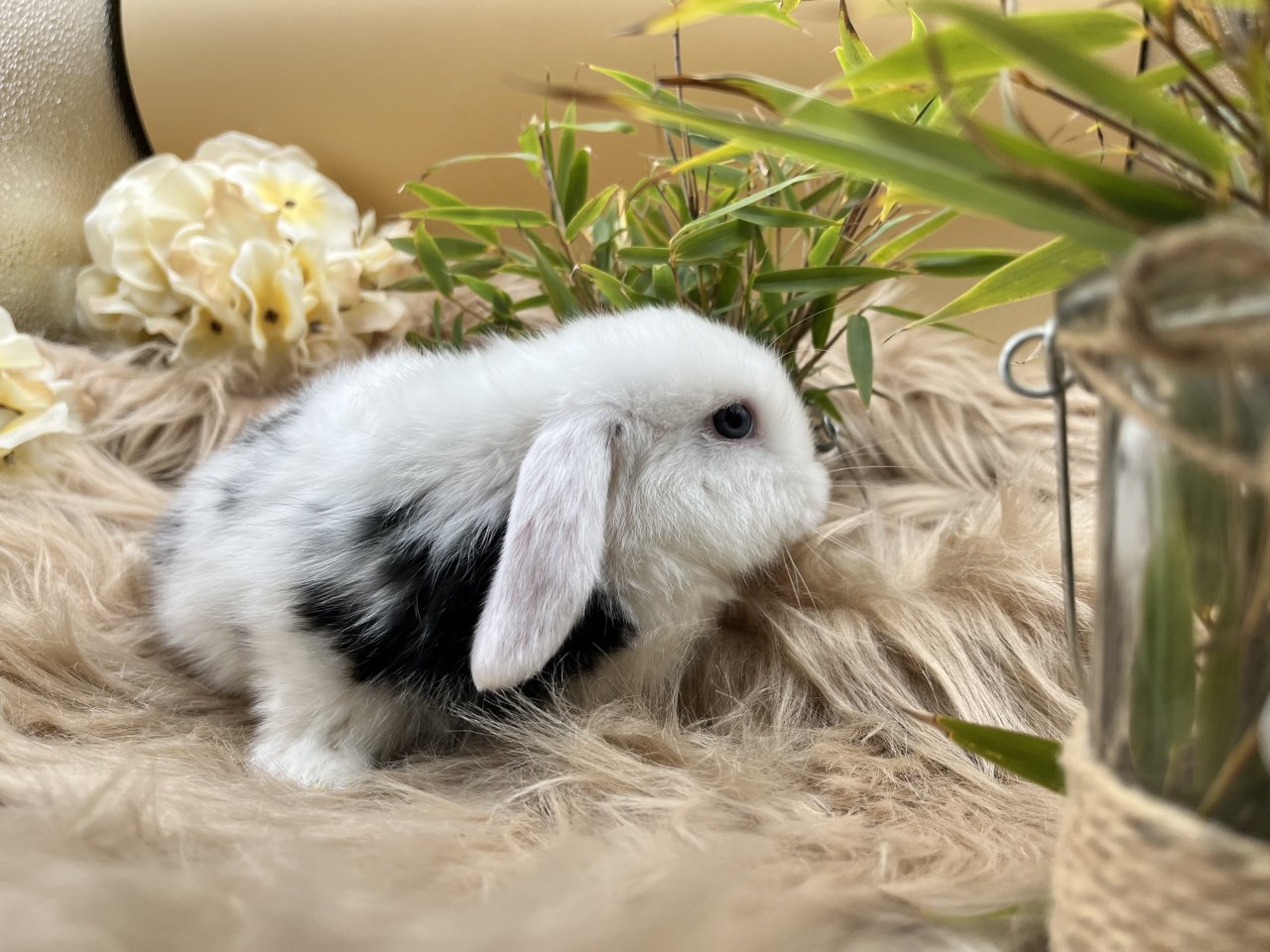 Minilop-Zwergwidder-Mini Lop-Zwergkaninchen-Tierversand möglich - Nagetiere - Waldbüttelbrunn
