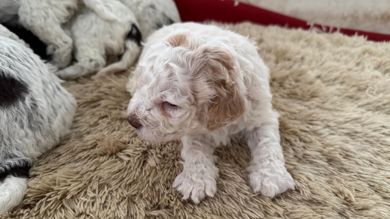 Lagotto Romagnolo Welpen - Hunde - Steinhagen