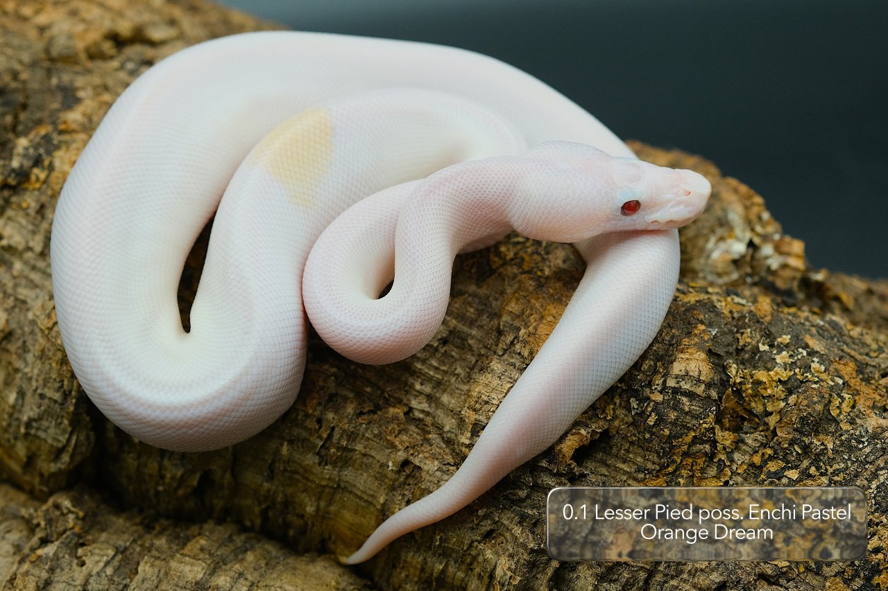 Diverse Pied / het. Pied Jungtiere suchen noch ein neues Zuhause - Reptilien - Mönchengladbach