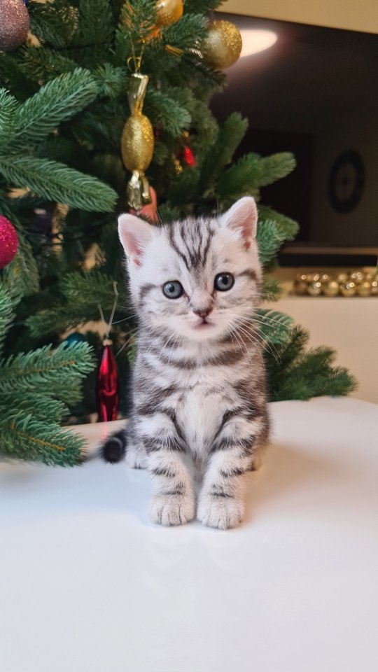 BKH Britisch Kurzhaar Kitten silber tabby Whiskas mit Stammbaum - Katzen - Köln