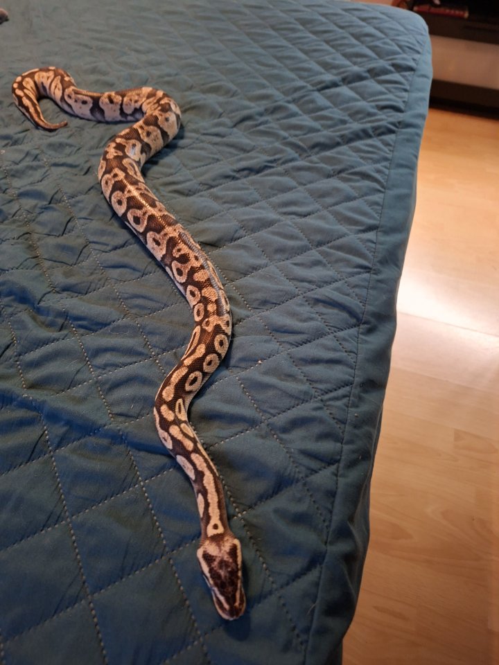 Königspython pastell Männchen - Reptilien - Leer (Ostfriesland)