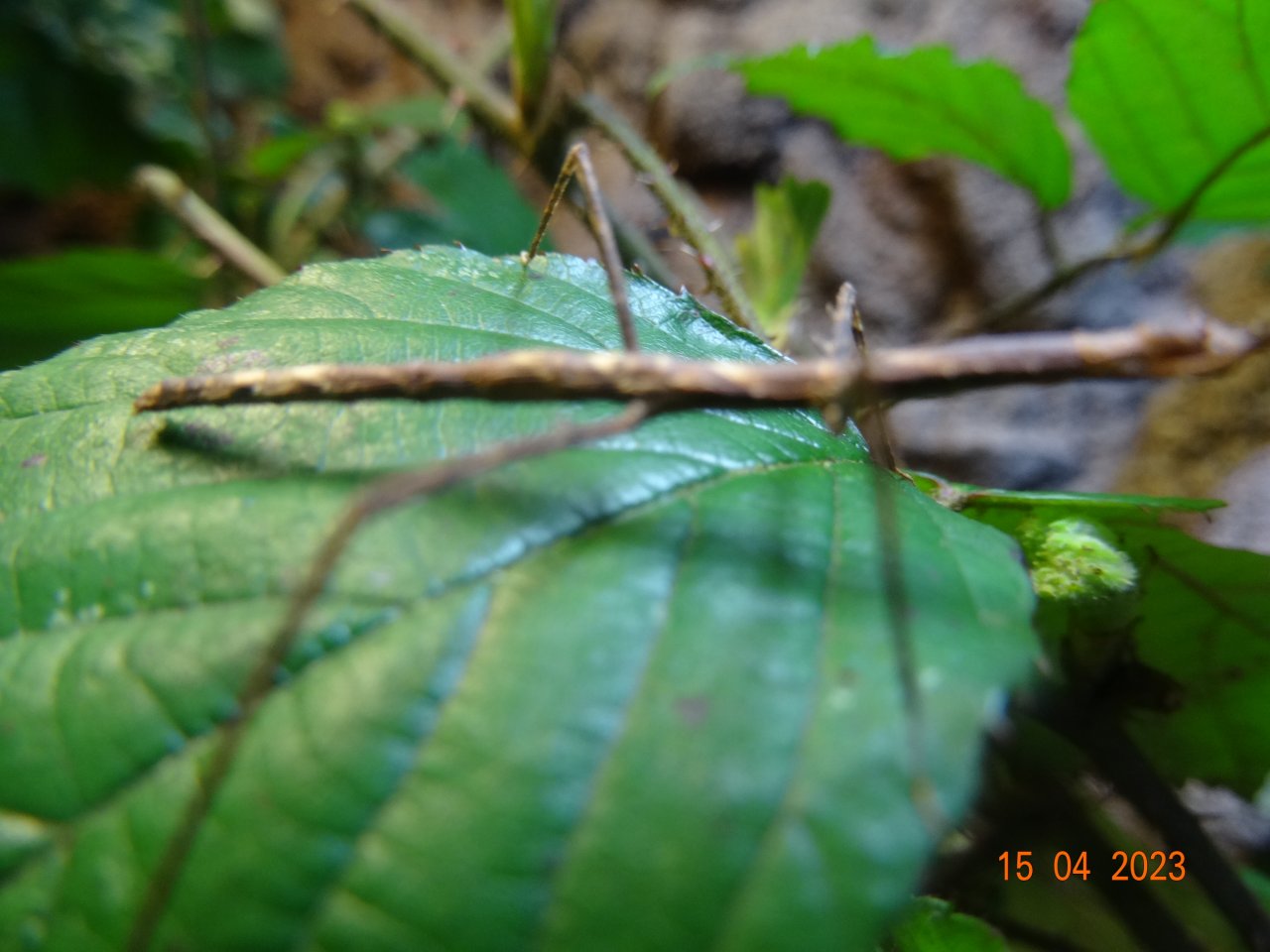 Braune Stabheuschrecken Jungtiere (teilweise besondere Musterung) - Insekten - Wolfsegg