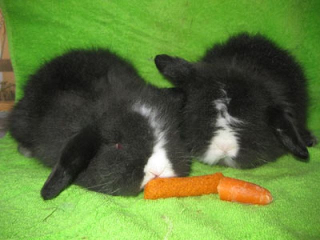 Kaninchenbabys, Teddyzwergwidder, langhaarig mit Schlappohren - Hasen Kaninchen - Ranshofen