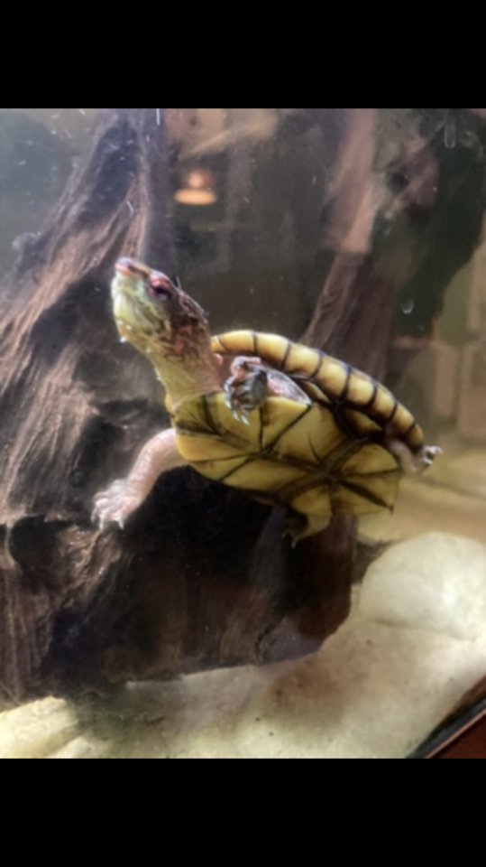 Tabasco-Klappschildkröten - Reptilien - Oldenburg