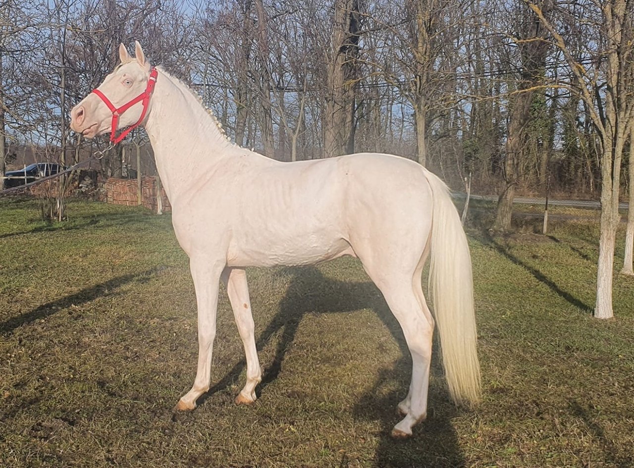 Pferde Cremello albino wundervoll - Pferde - Szarvas