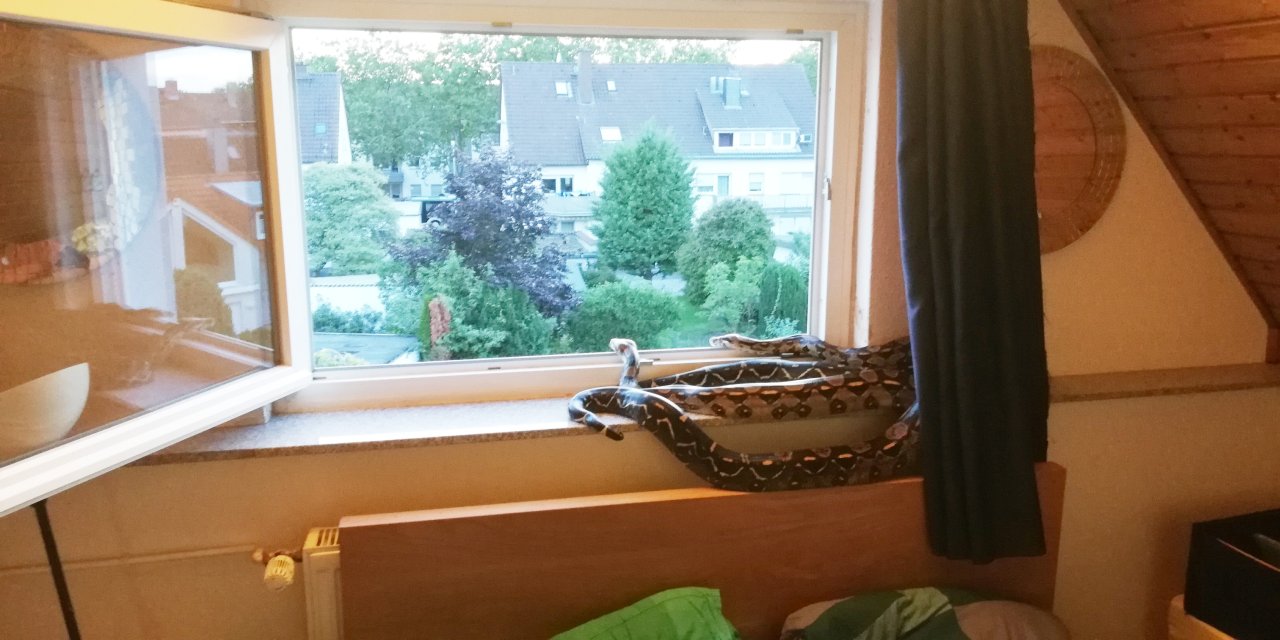 2 Boa Constrictoren - Imperator Mix - Reptilien - Neu-Isenburg
