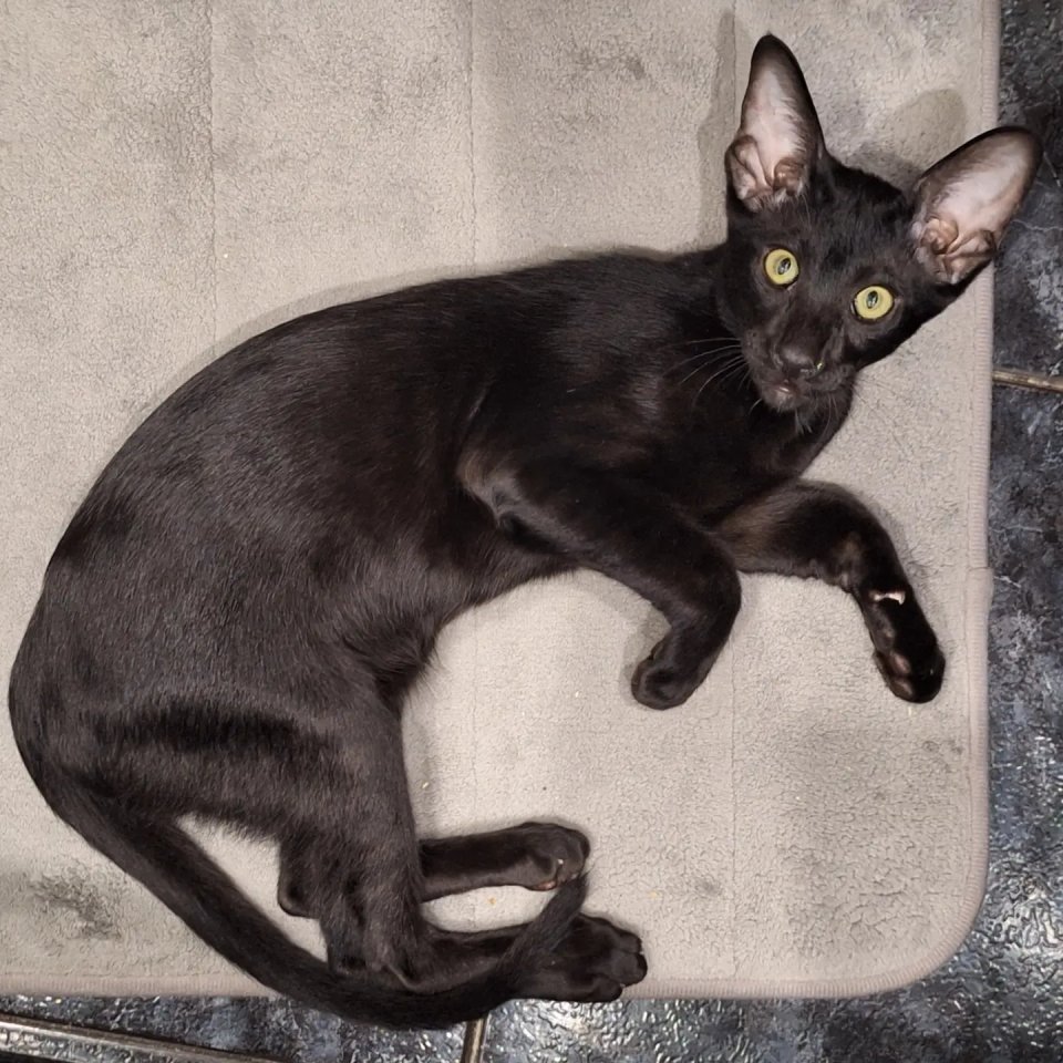 Okh Deckkater mit Stammbau - Katzen - Wien