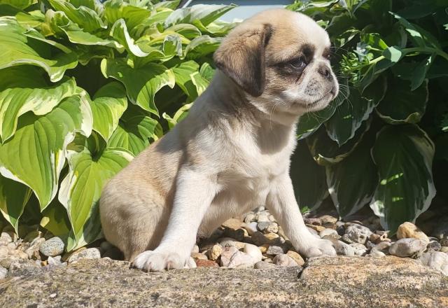 Mopswelpen suchen Mensch fürs Leben  - Hunde - Eggersdorf