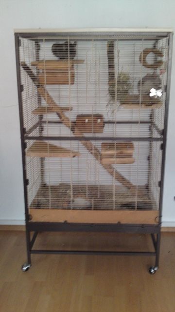  Chinchillas mit Käfig zu verkaufen - Nagetiere Allgemein - Ottersheim