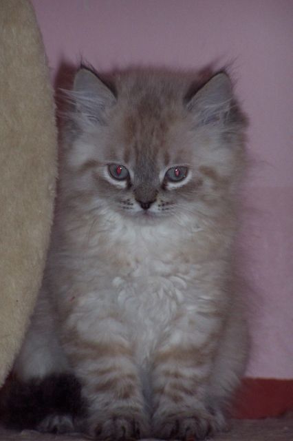 Traumhaft schöne Perser und Perser Colourpoint Kitten - Katzen - Großmehring