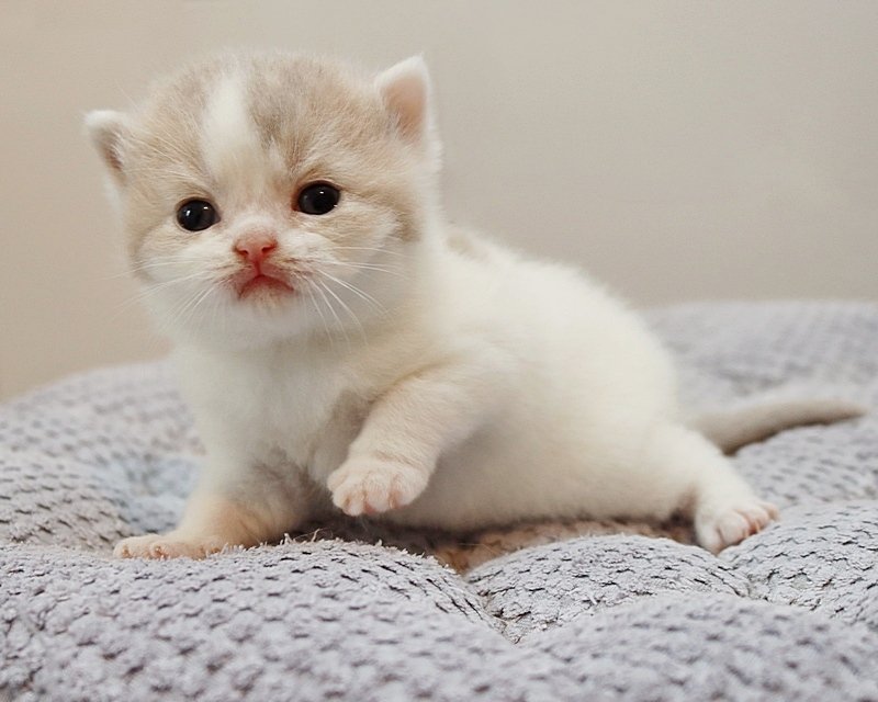 BKH/Britisch Langhaar Kitten - Katzen - Viersen