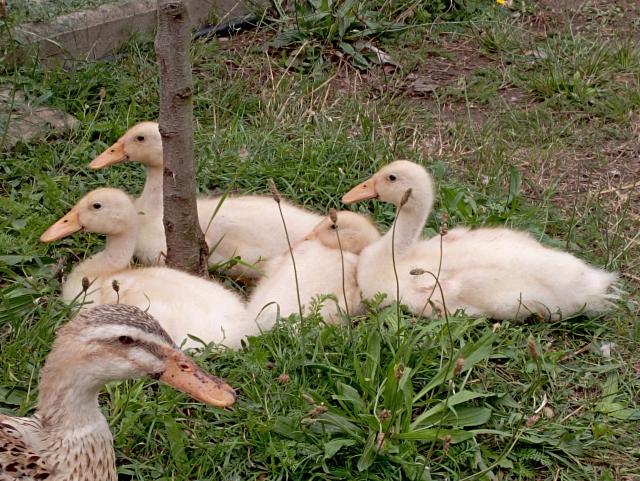 Laufenten  - Nutztiere - Meißen