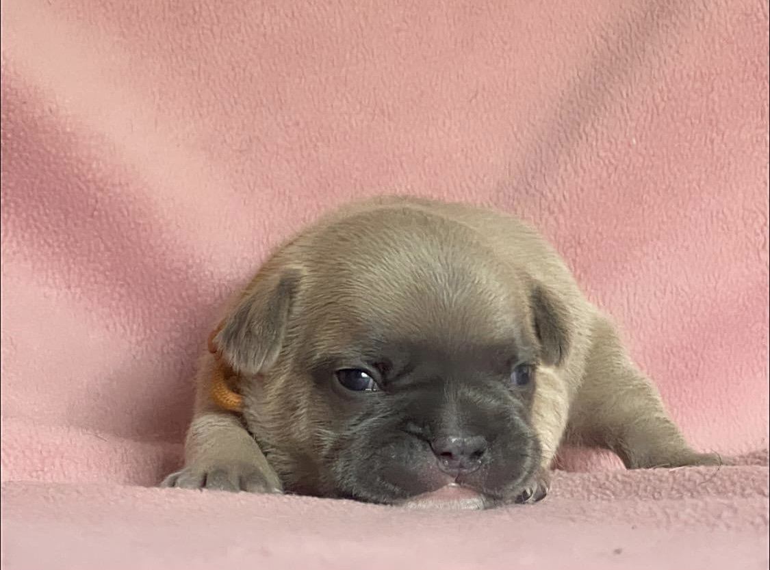 Französische Bulldogge mit Papiere - Hunde - Alsbach Hähnlein
