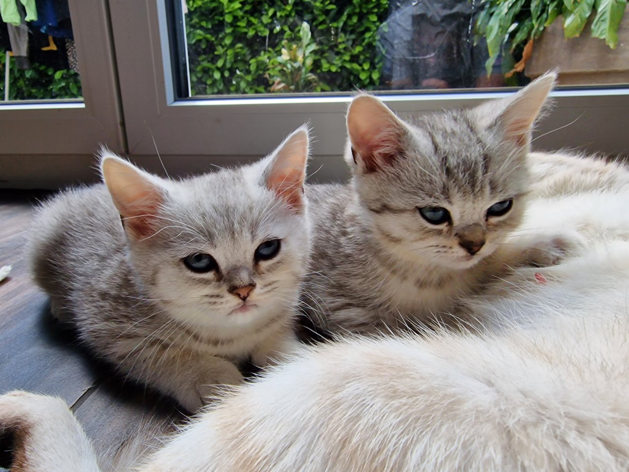 Reinrassige British Kurzhaar (BKH) Weiß-Grau Whiskas look - Katzen - Aglasterhausen
