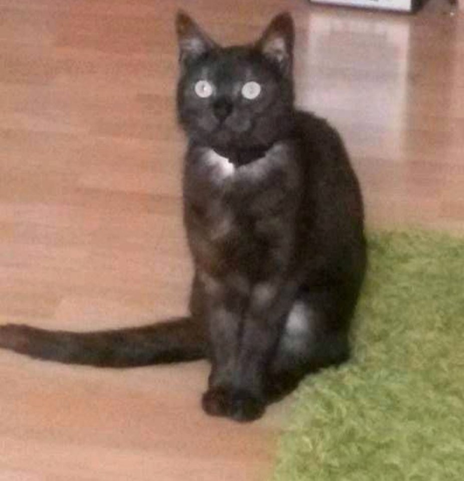 10 jährige(r)Kater und Katze suchen liebevolles Zuhause auf Lebenszeit - Katzen - Xanten