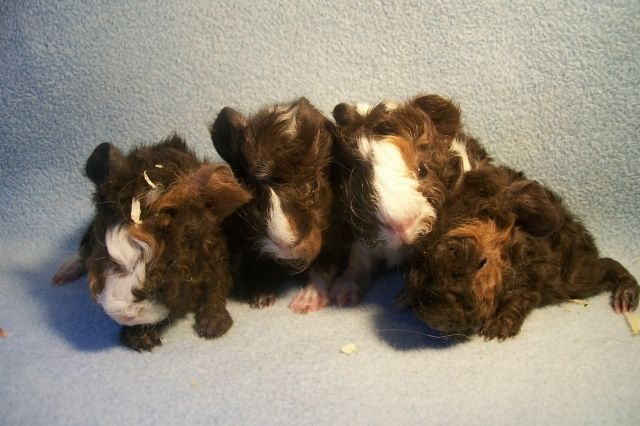 Meerschweinchen - Meerschweinchen - Nürnberg